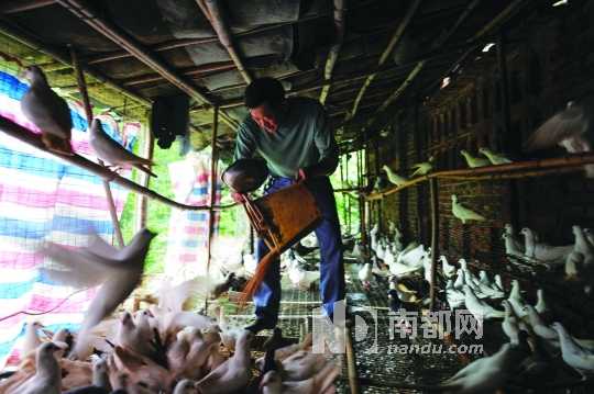 張北朝的生意跌入谷底，因欠飼料廠的錢無力償還，現(xiàn)飼料已斷供，鴿子原本每天早晚各吃一頓，現(xiàn)在改為只吃中午一頓。