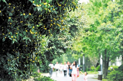 湖南八月涼爽天導(dǎo)致桂花“遲到”半個(gè)月