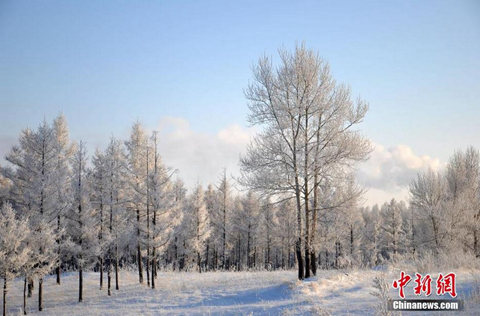 呼倫貝爾再現(xiàn)-40℃極寒，霧凇演繹冰雪童話。（圖片來源于中新網(wǎng)）