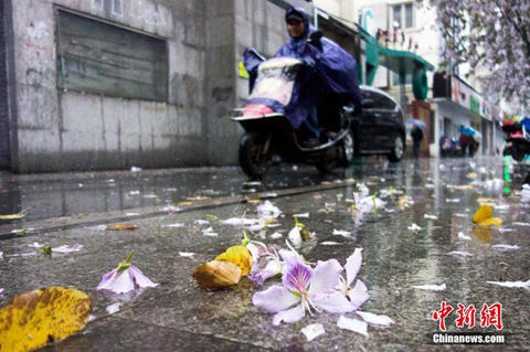 廣西柳州氣溫驟變降“花瓣雨”（圖片來源中新網(wǎng)）