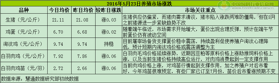 雞評(píng).png