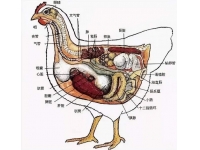 雞的各種器官對(duì)應(yīng)的雞病匯總