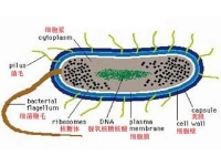 抗菌藥作用機(jī)制、分類(lèi)與老三炎和新三炎疾病治療的選藥